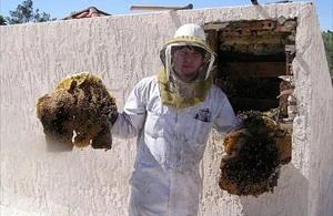 Green Valley Bee Removal employee holding removed comb